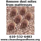 dust mites